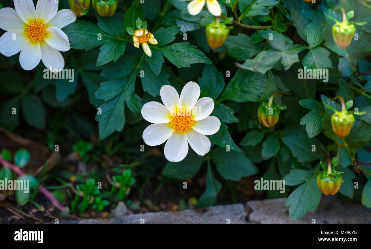 Beautiful white dahlia Bambino flower blooms in the garden Stock Photo