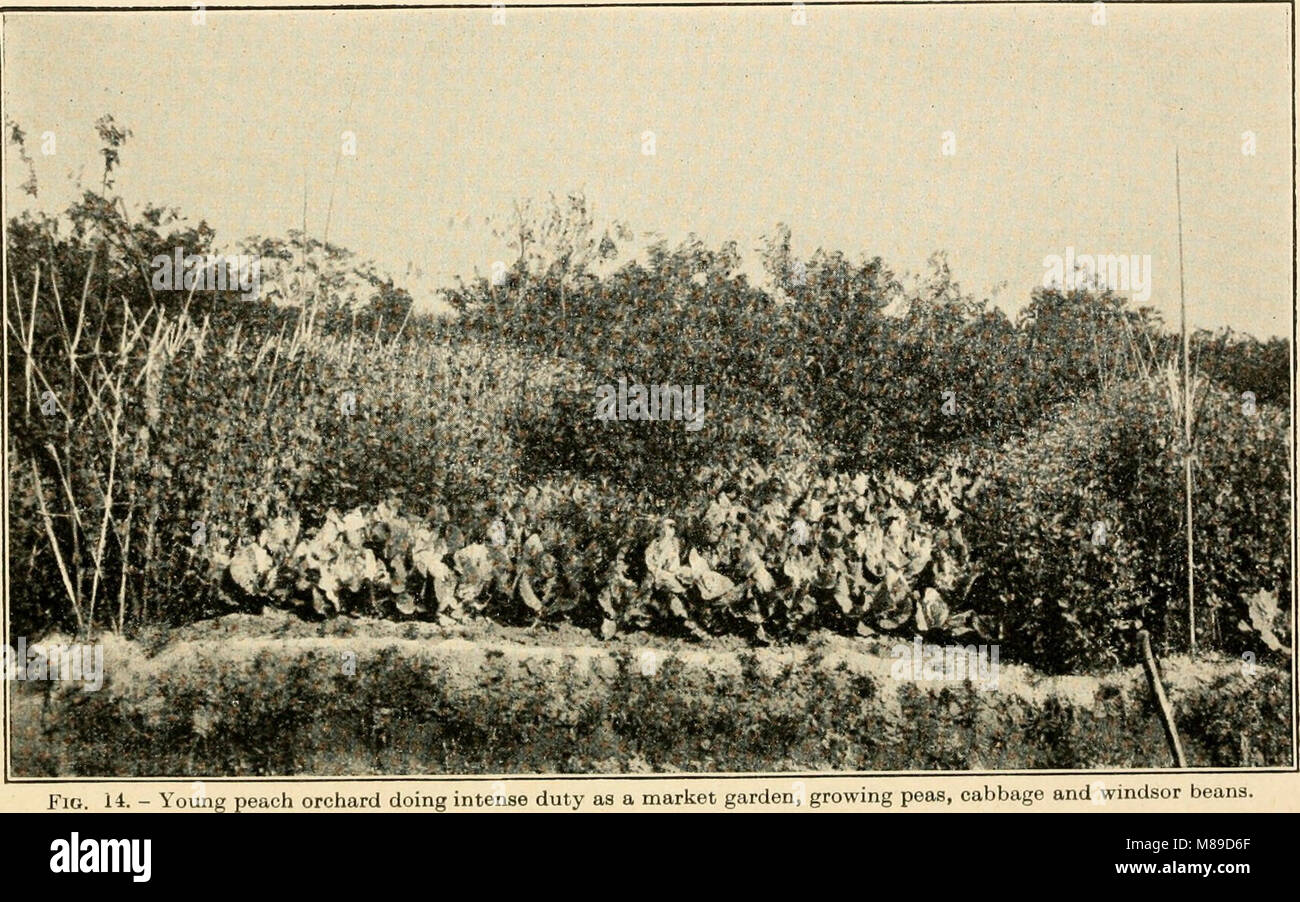 Farmers of forty centuries; or, Permanent agriculture in China, Korea