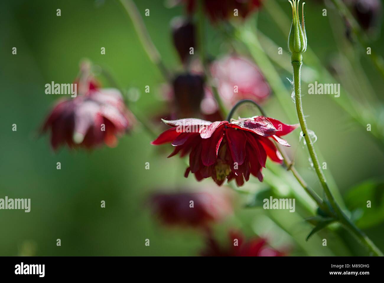 Green garden flowers and plants Stock Photo - Alamy