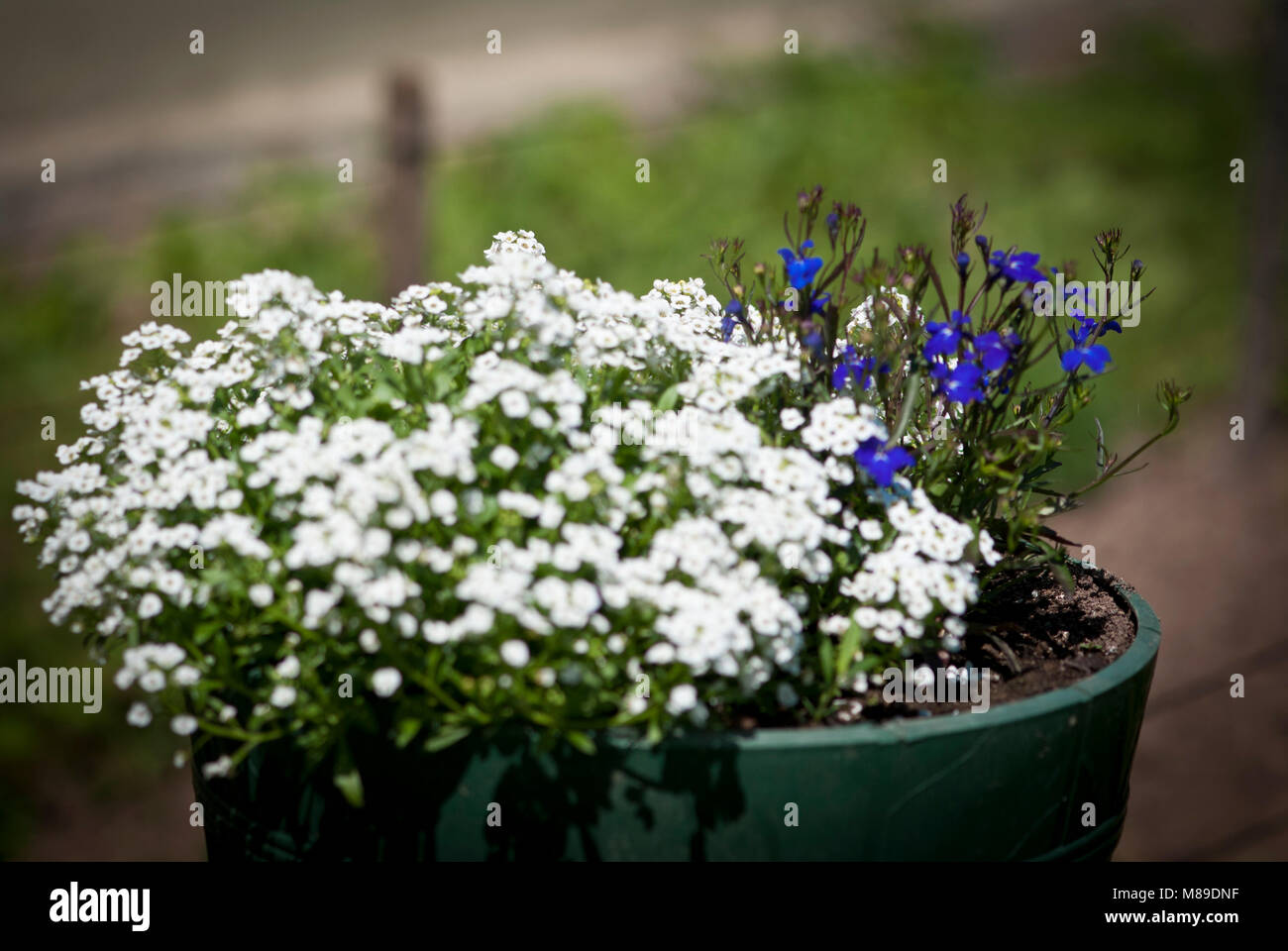Green garden flowers and plants Stock Photo - Alamy