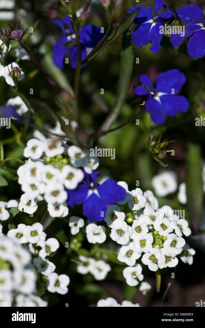 Green garden flowers and plants Stock Photo - Alamy