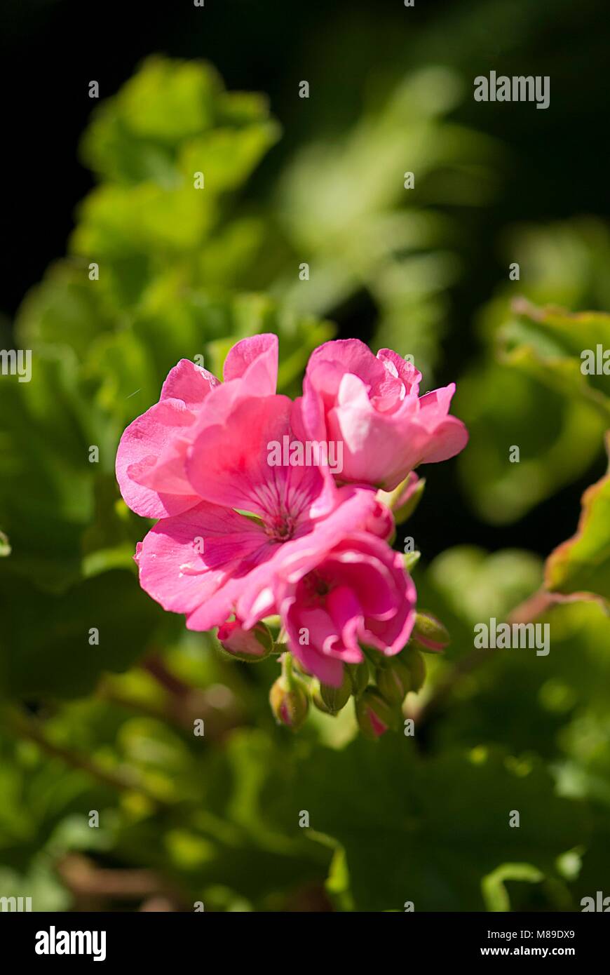 Green garden flowers and plants Stock Photo - Alamy