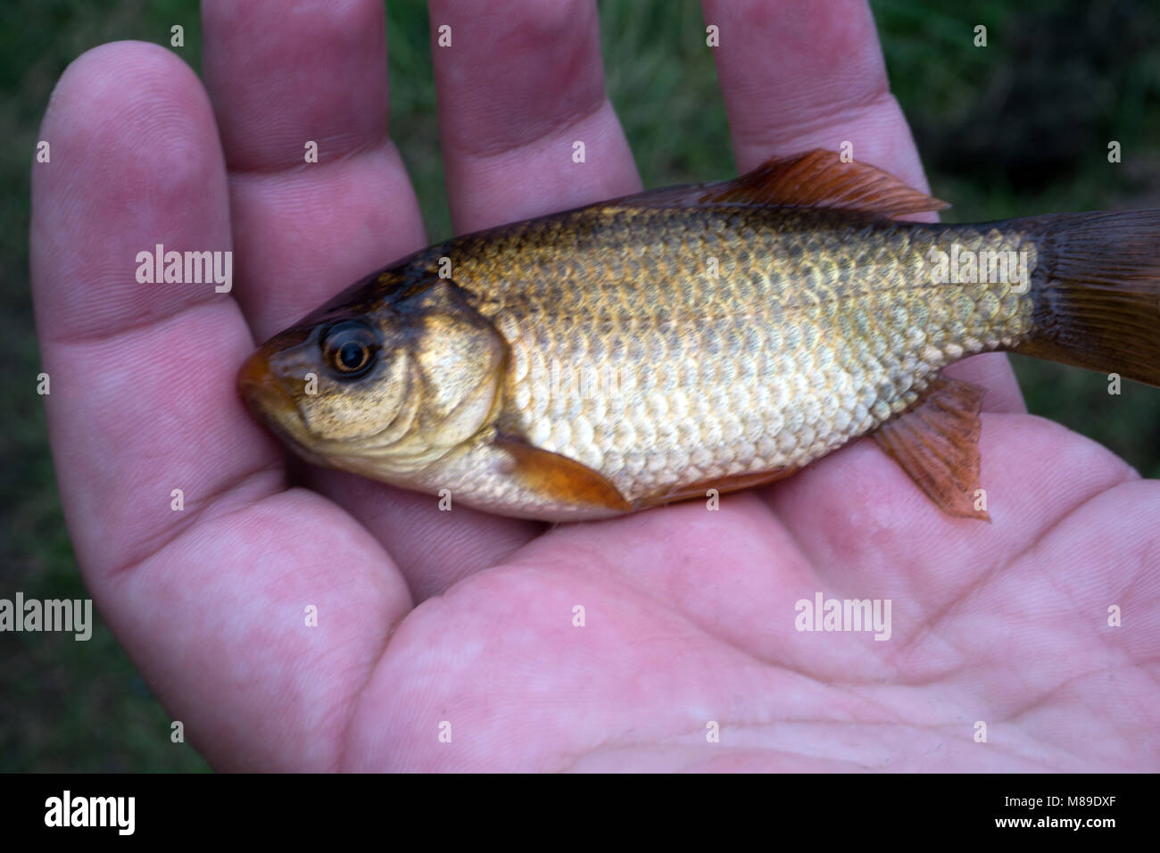Golden crucian fish in the hand. Summer fishing Stock Photo Alamy