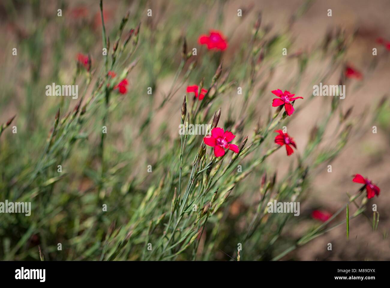 Green garden flowers and plants Stock Photo - Alamy