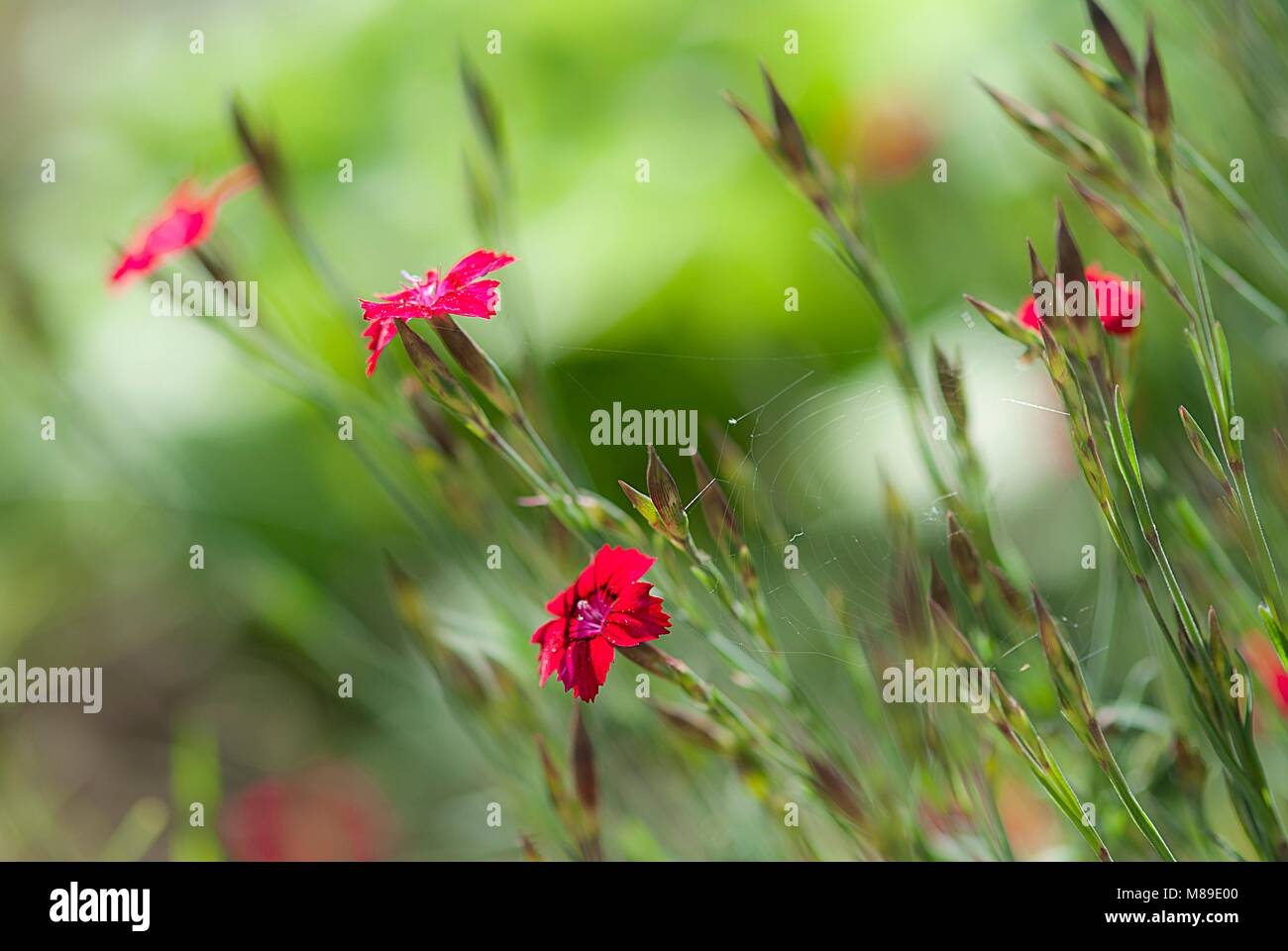 Green garden flowers and plants Stock Photo - Alamy