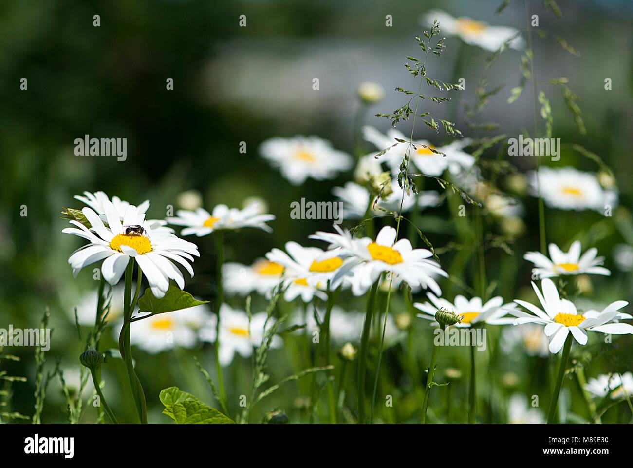 Green garden flowers and plants Stock Photo - Alamy