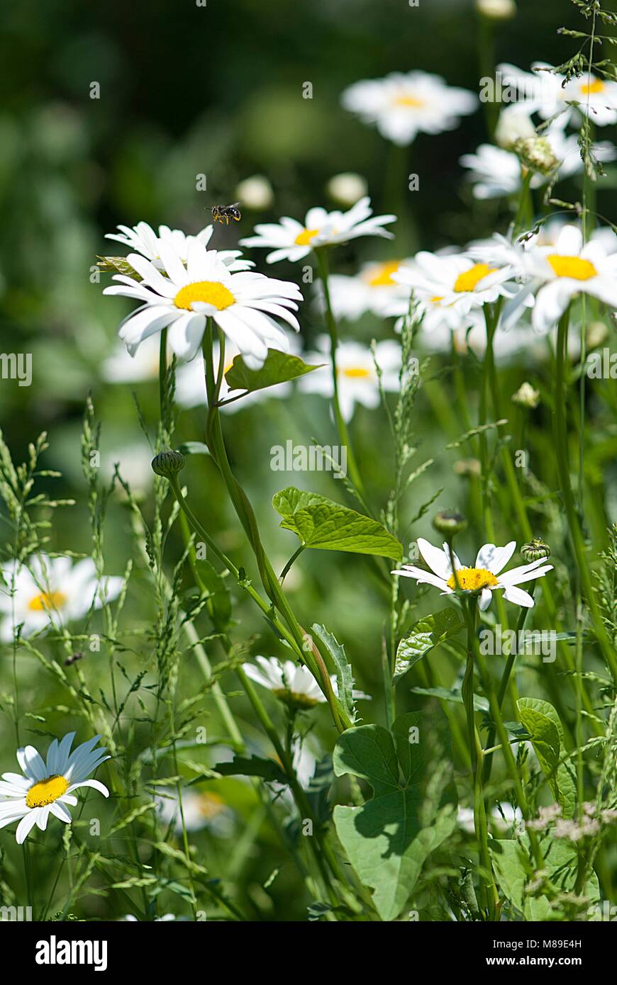 Green garden flowers and plants Stock Photo Alamy