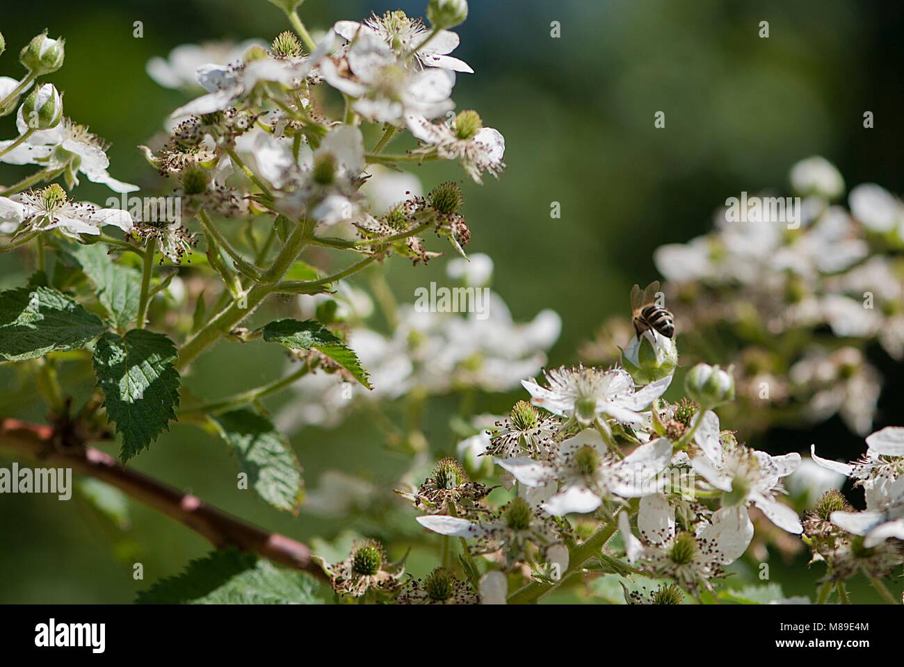 Green garden flowers and plants Stock Photo - Alamy