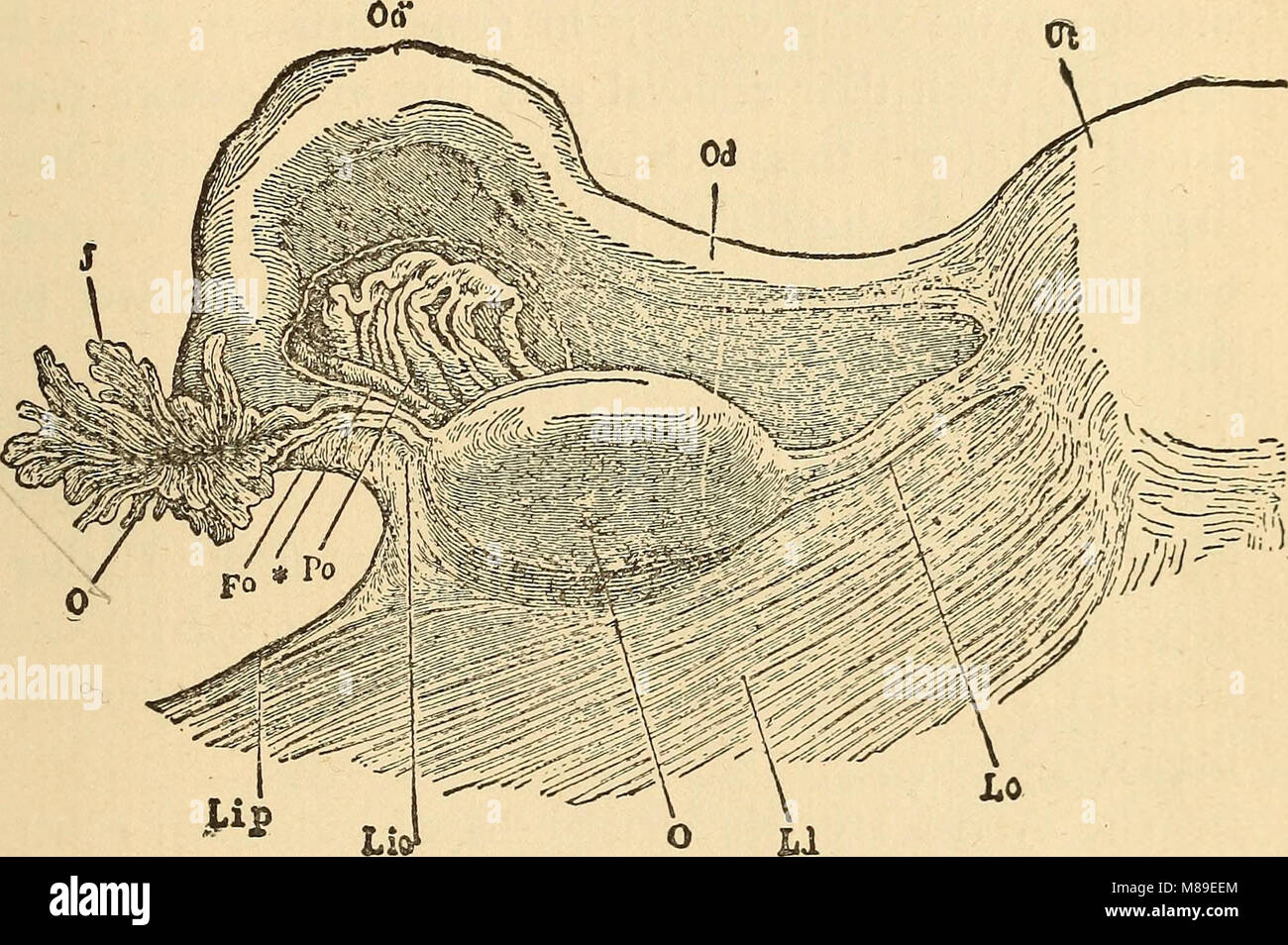 Feminology; a guide for womankind, giving in detail instructions as to