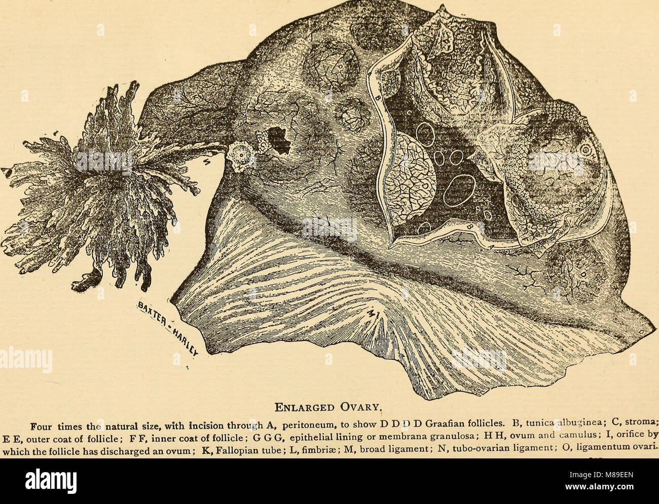 Feminology; a guide for womankind, giving in detail instructions as to