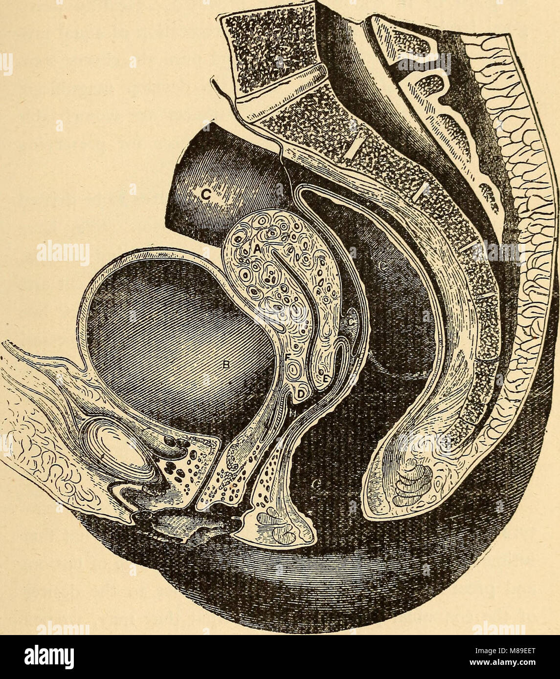 Feminology; a guide for womankind, giving in detail instructions as to