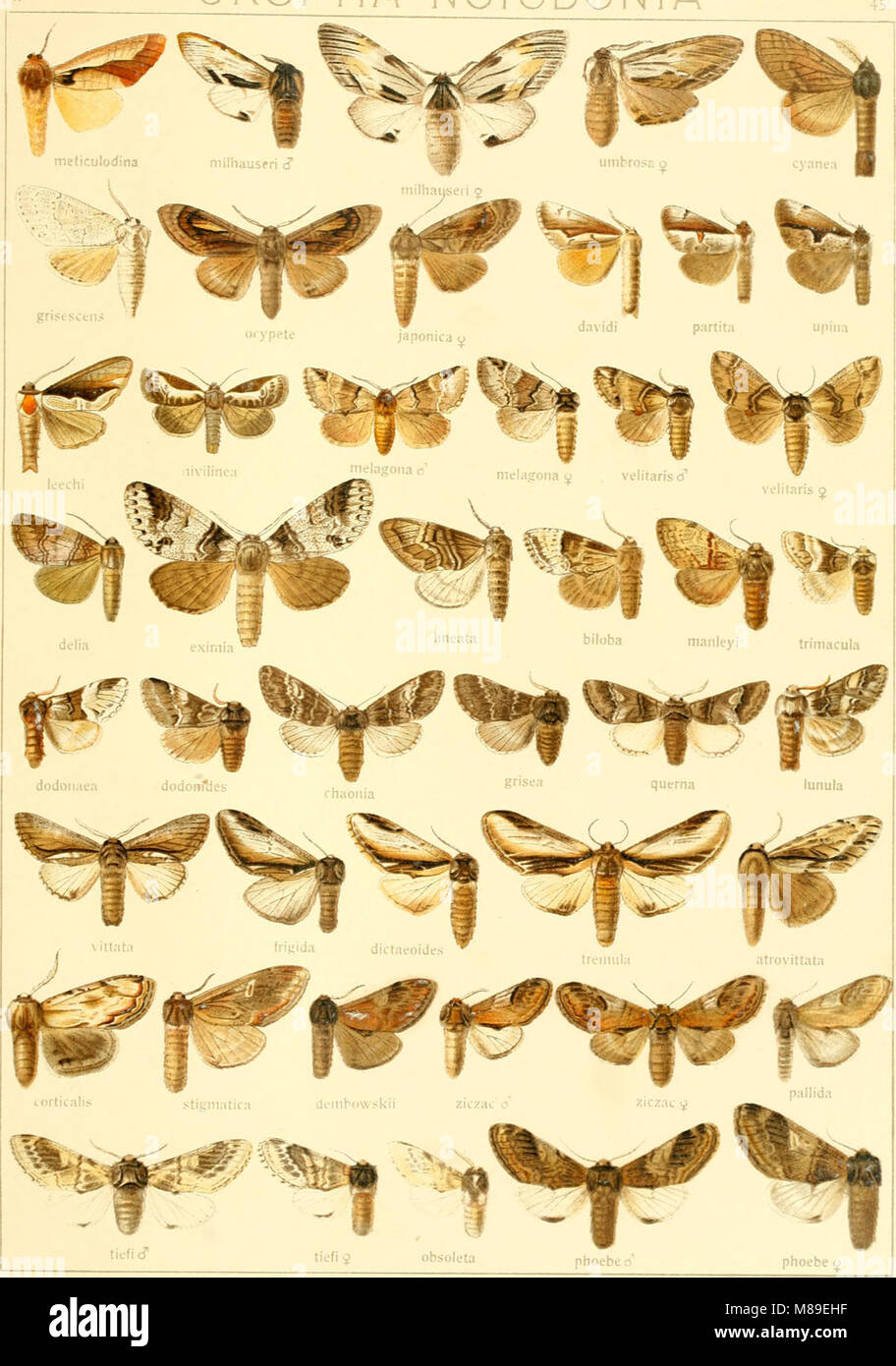 This 1900 work provides a systematic treatment of large butterflies ...