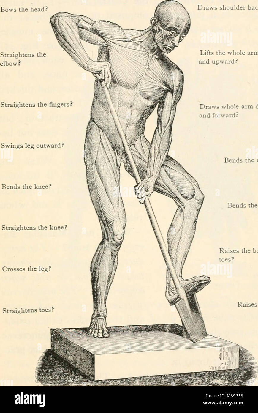 First course in biology (1908) (14578811900 Stock Photo - Alamy