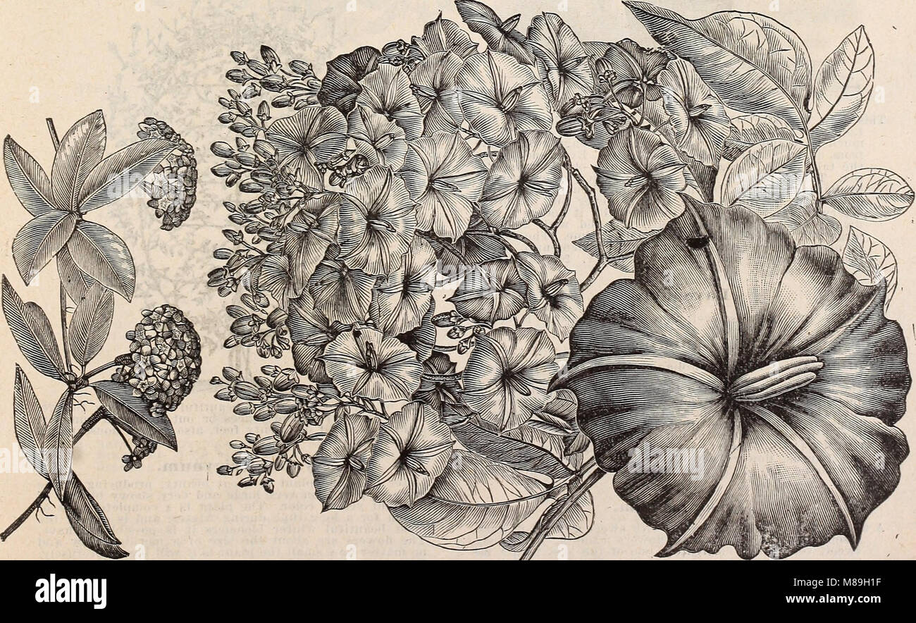 The 'Floral Catalogue' (1899) is an illustrated catalog showcasing a
