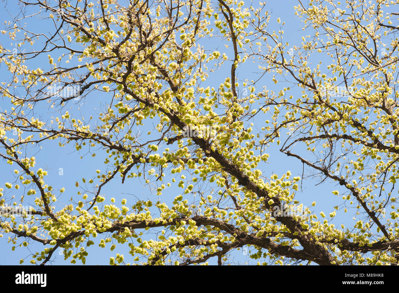Spring season in Melbourne, Australia Stock Photo - Alamy