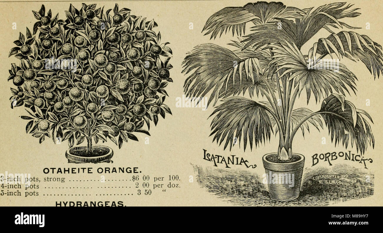 Florists' wholesale price list of bulbs and plants for fall 1899