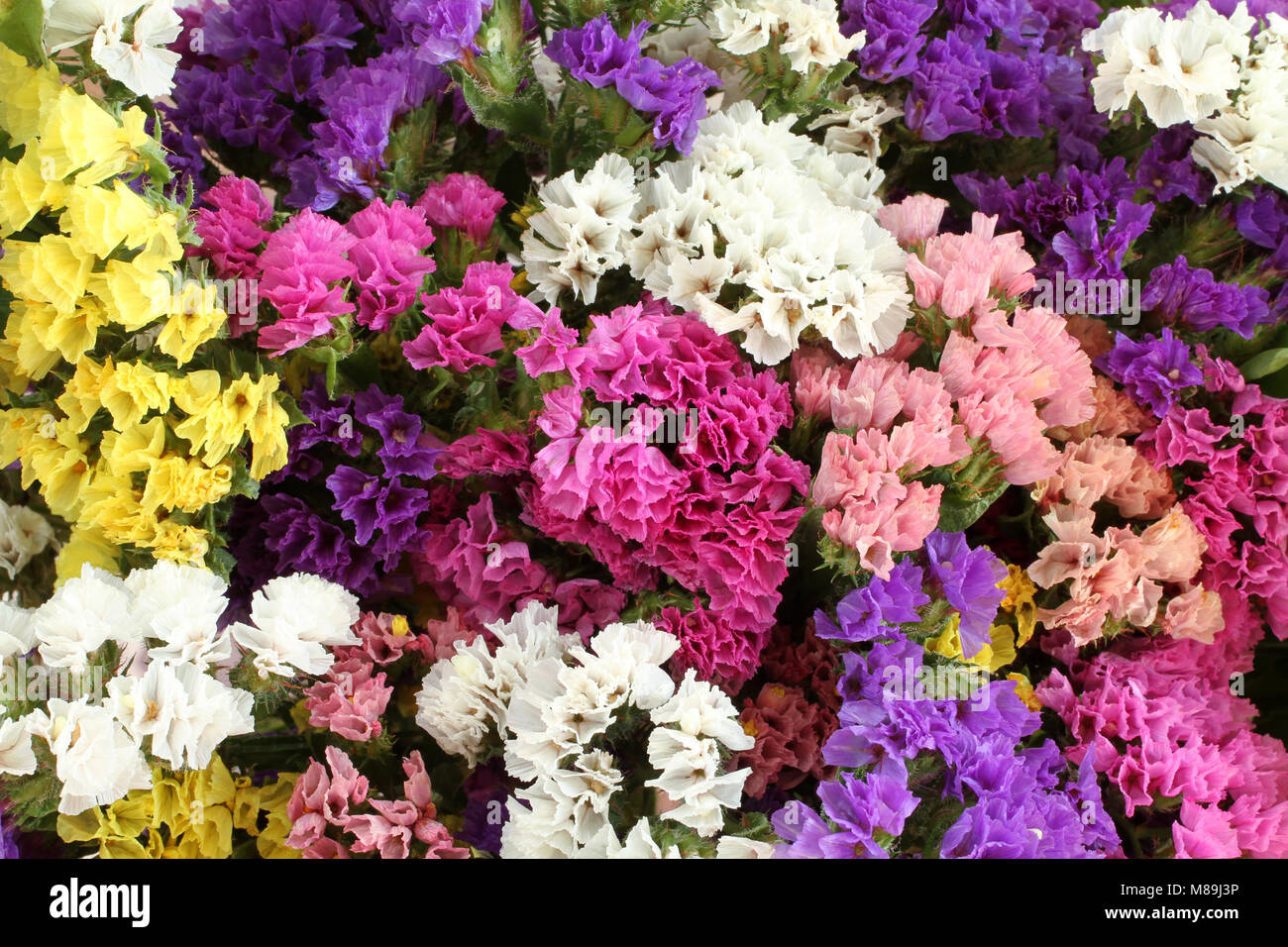 Pink, purple, yellow, white Statice flowers  -  Limonium Background Stock Photo