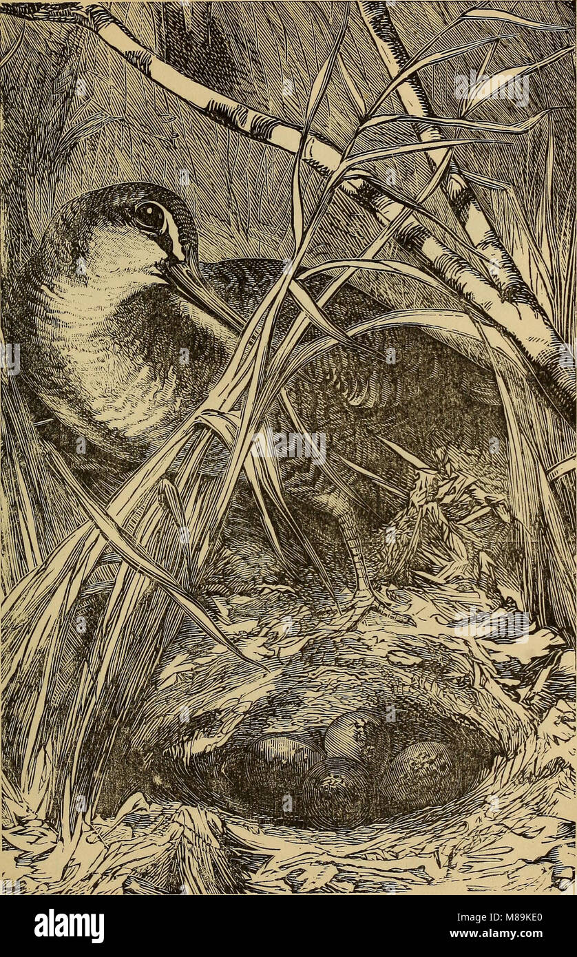 Four feet, wings, and fins (1879) (14594824350 Stock Photo Alamy