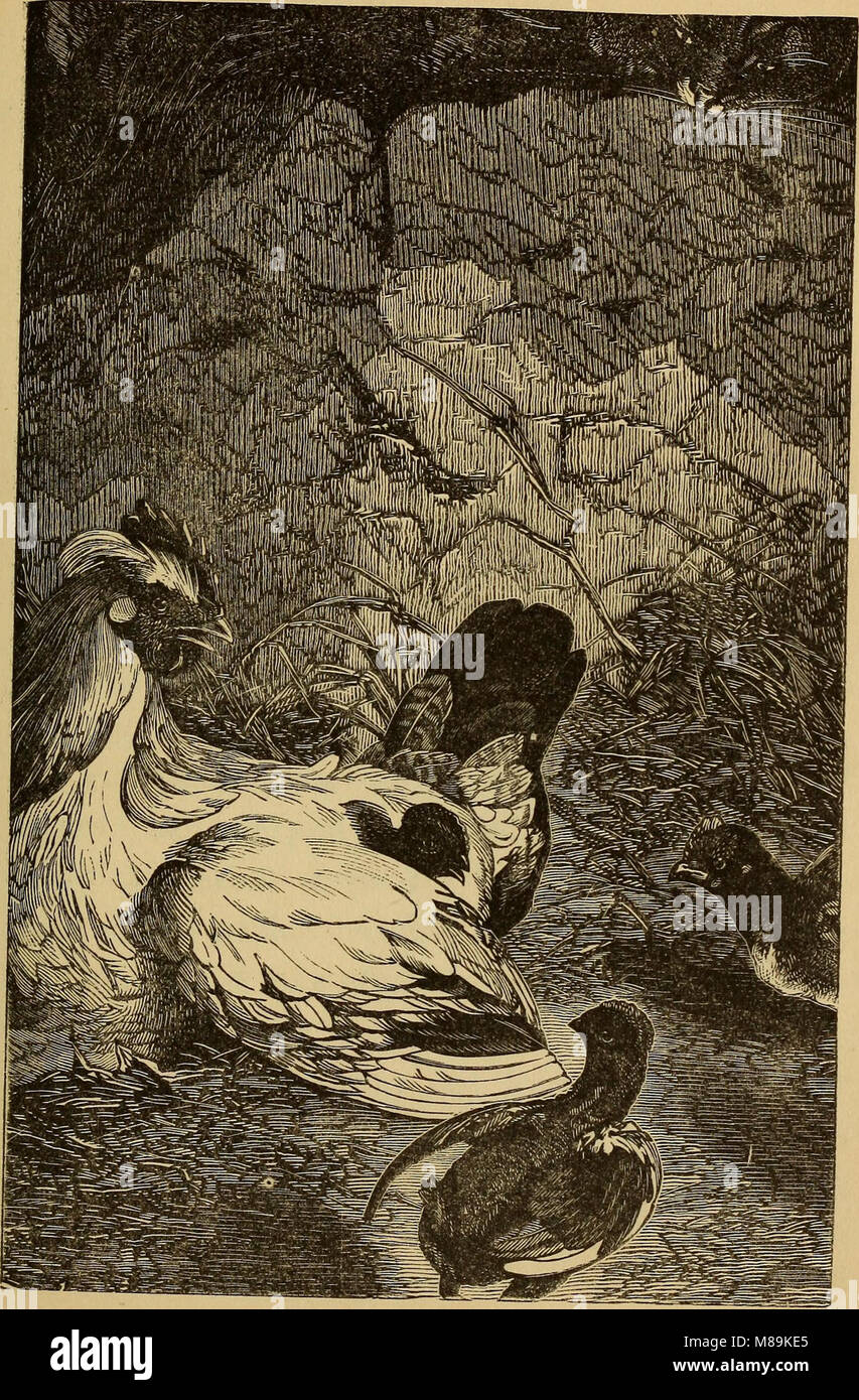 Four feet, wings, and fins (1879) (14594902160 Stock Photo Alamy