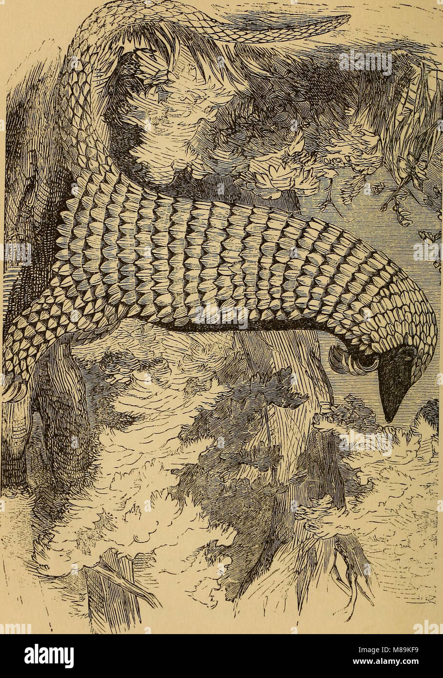 Four feet, wings, and fins (1879) (14778312221 Stock Photo Alamy