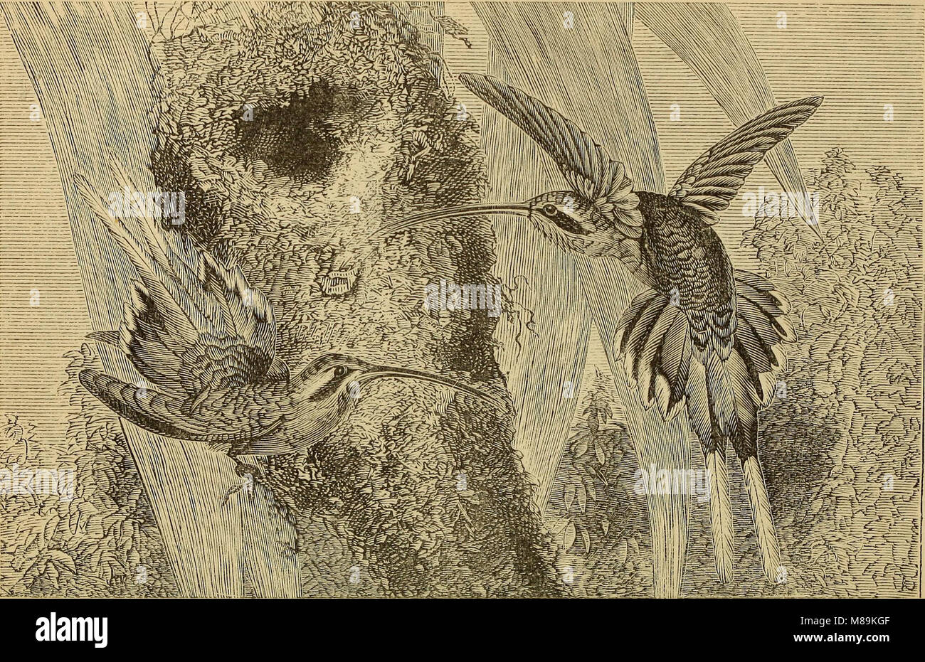 Four feet, wings, and fins (1879) (14781541785 Stock Photo Alamy