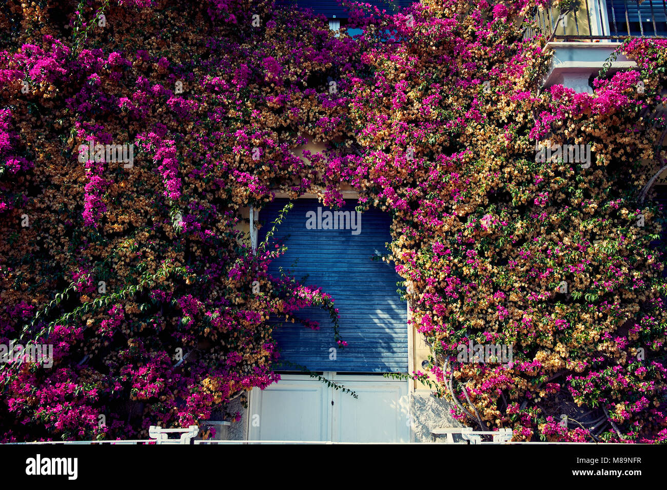 Ivy with purple flowers hires stock photography and images Alamy