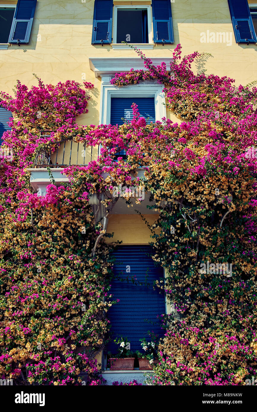 Purple flowers grow on the wall Stock Photo Alamy