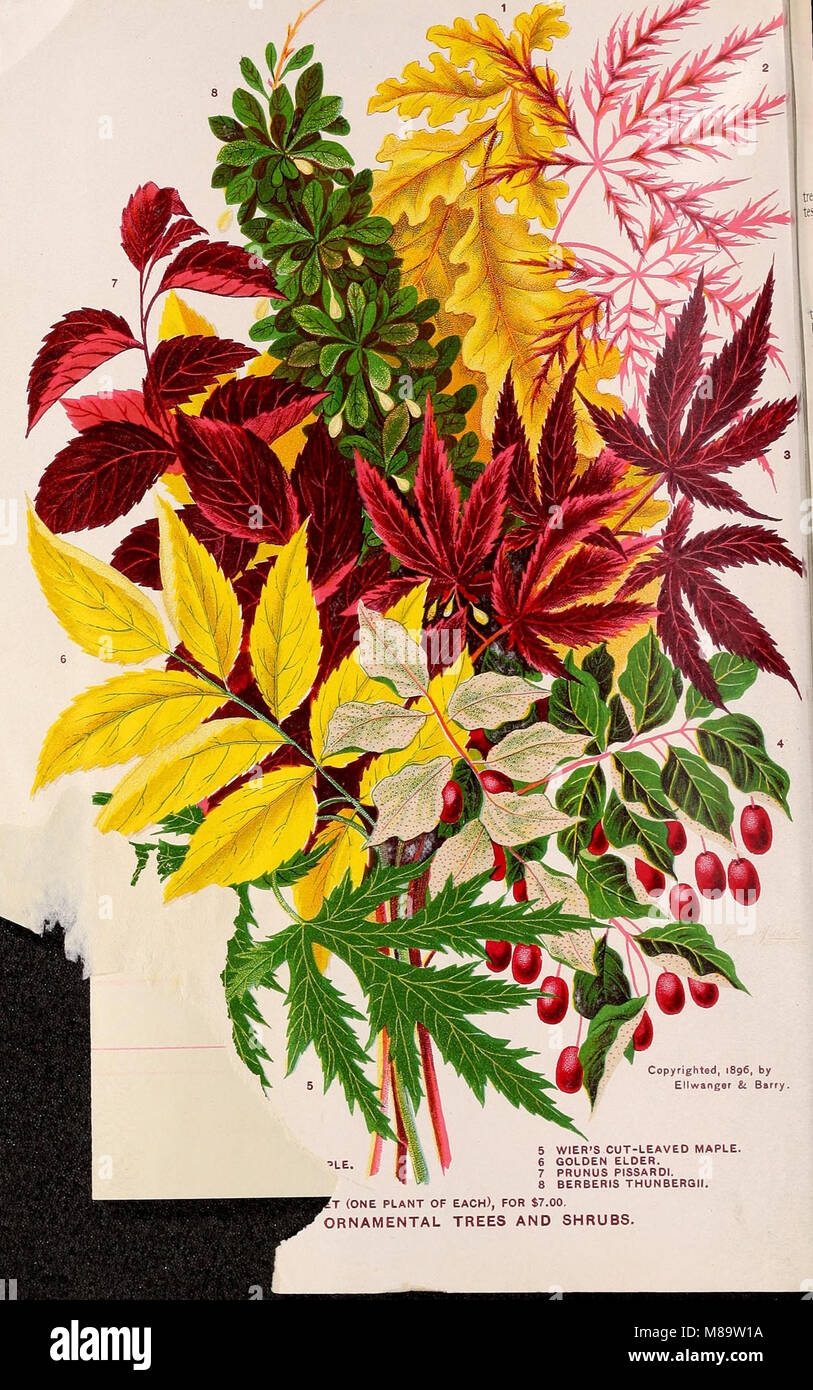 This 1895 catalog provides a comprehensive list of fruit and ornamental