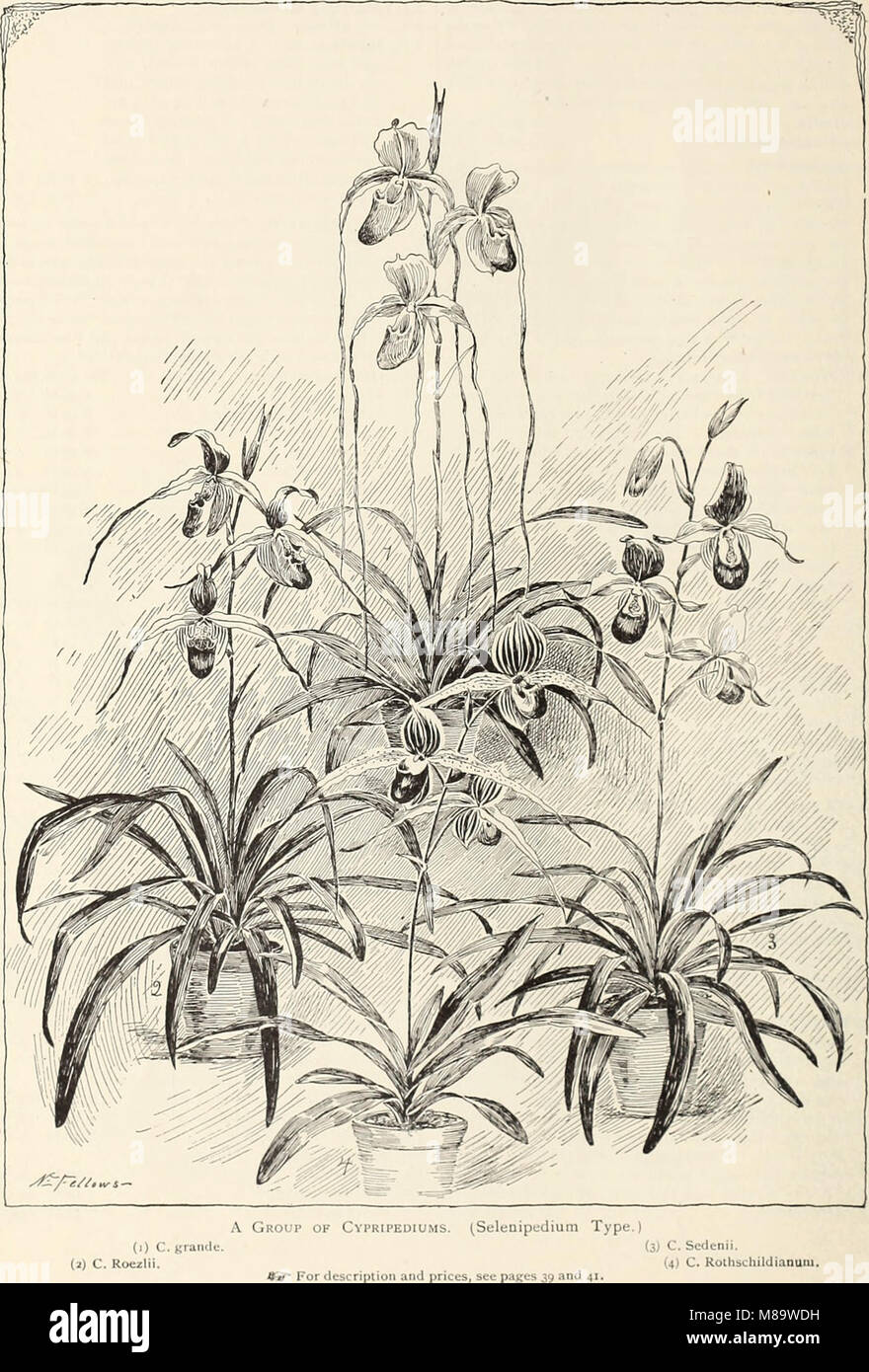 General illustrated and descriptive catalogue of new, rare and valuable plants (1897) (19927699864) Stock Photo