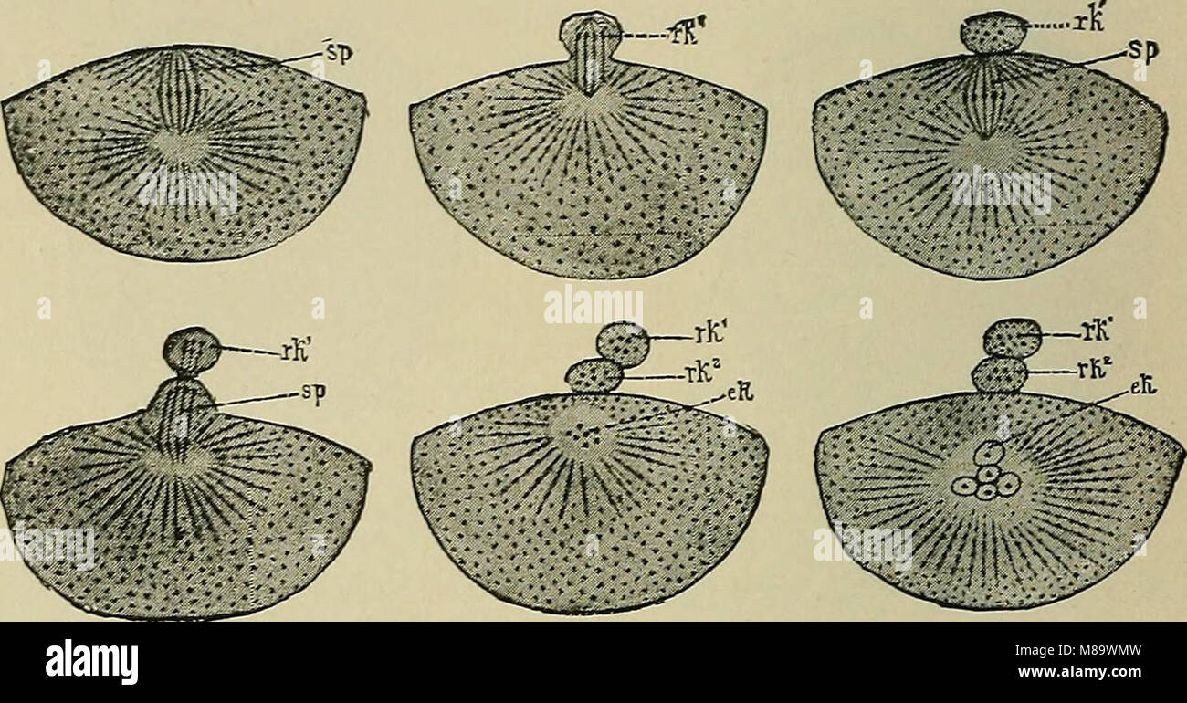 General physiology; an outline of the science of life (1899) (14596225269) Stock Photo