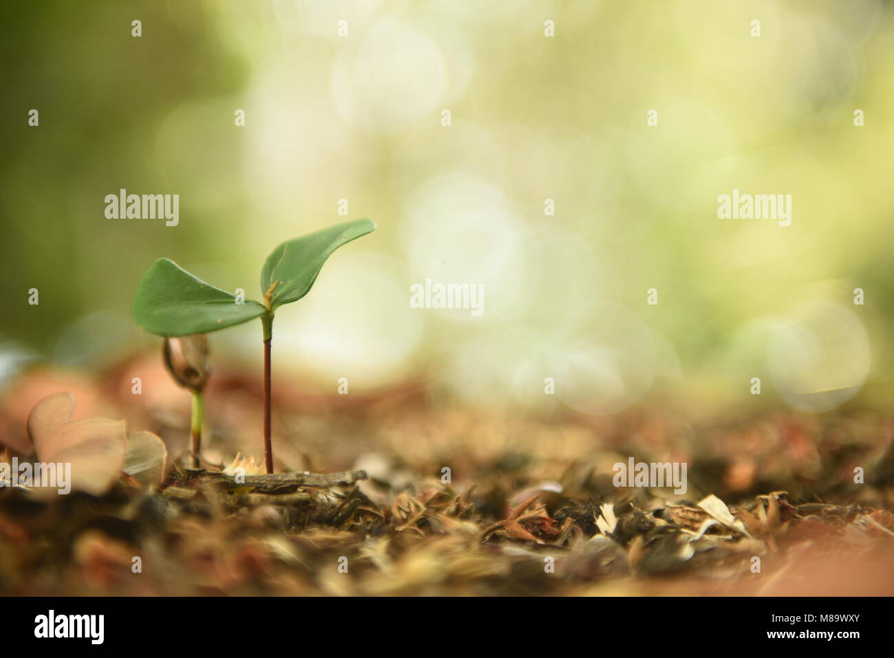 Growing Seed a tree Stock Photo Alamy