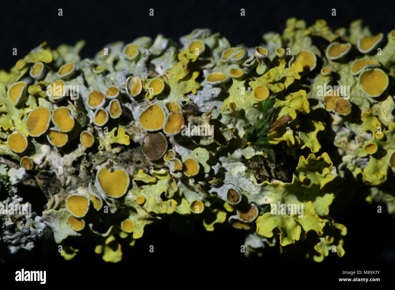 Xanthoria parietina (Common Orange Lichen) Stock Photo