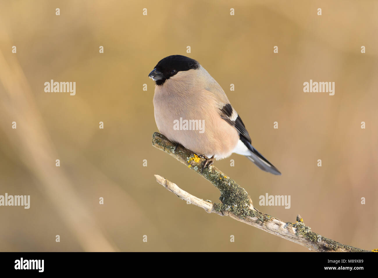 Eurasian (common) bullfinch (Pyrrhula pyrrhula) sits on a forked branch covered with lichen (soft olive background). Stock Photo