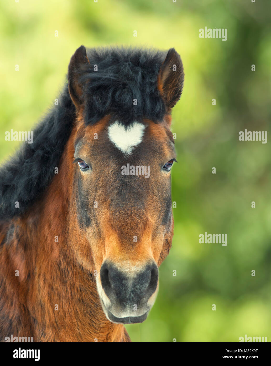 Arabian gelding with heart shaped star on the head Stock Photo