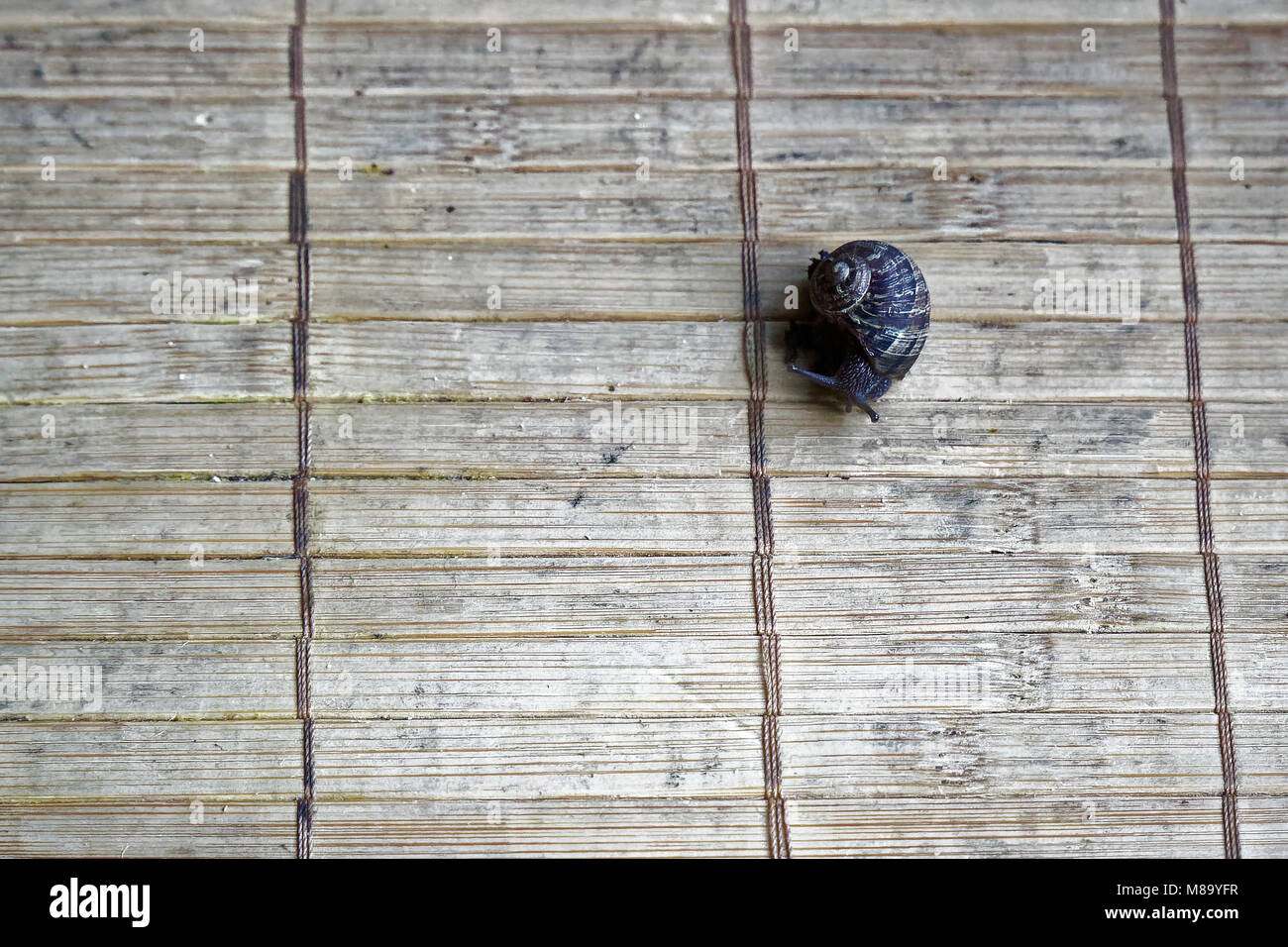 Snail on wooden bamboo backdrop, close-up animal background. Stock Photo