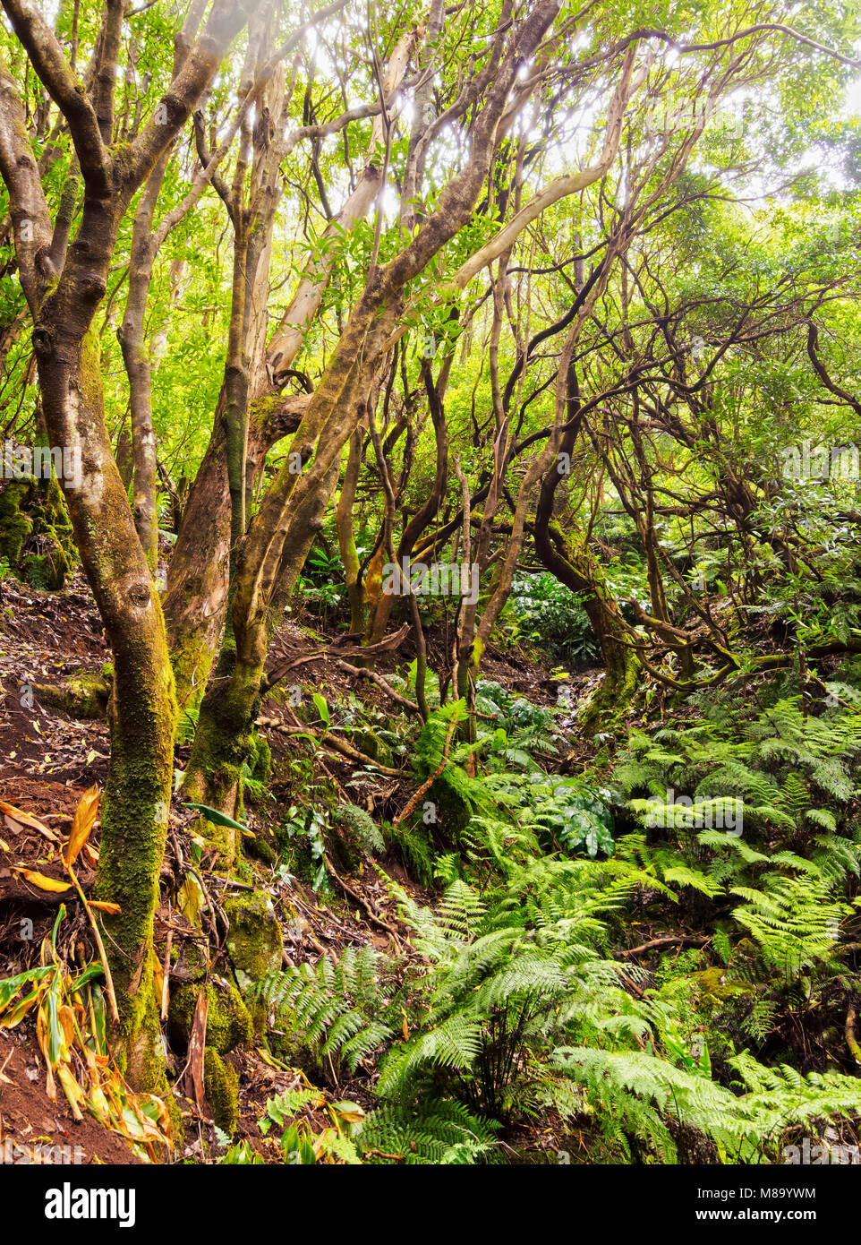 Forest on the slopes of Pico Alto, Santa Maria Island, Azores, Portugal Stock Photo