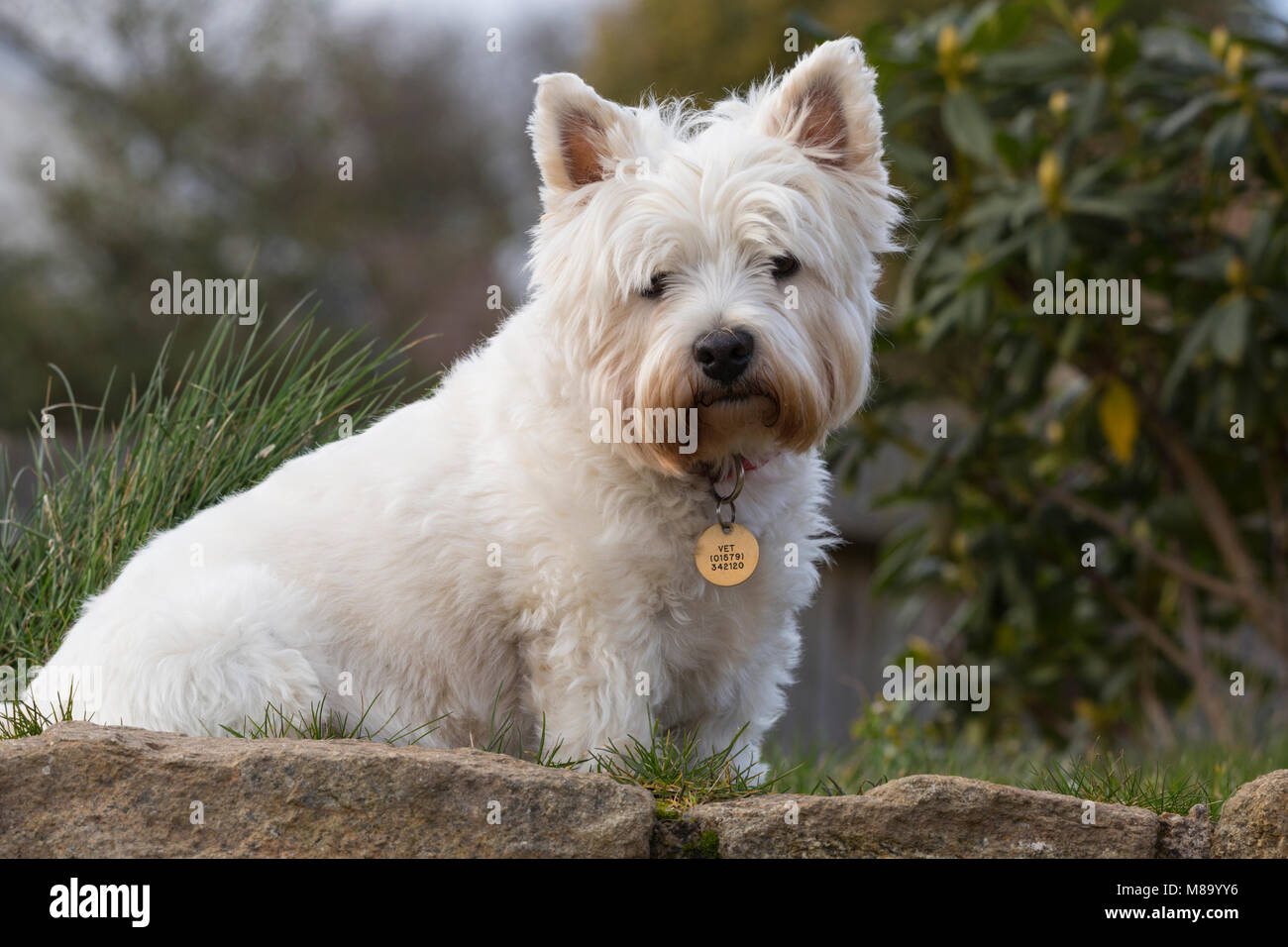 West Highland White Terrier Stock Photo