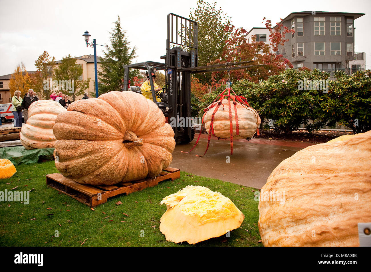 A forklift moves the giant orange gourds - some weighing in at over 1000 pounds - to the lake. Giant pumpkin growers from Oregon and Washington State  Stock Photo