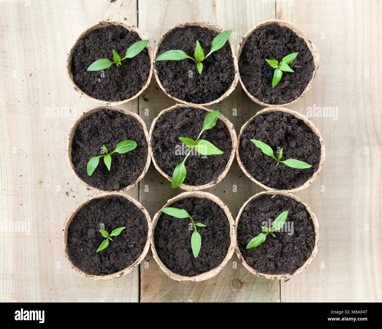 Pepper Chilli Shake seedlings on a wooden background. Stock Photo