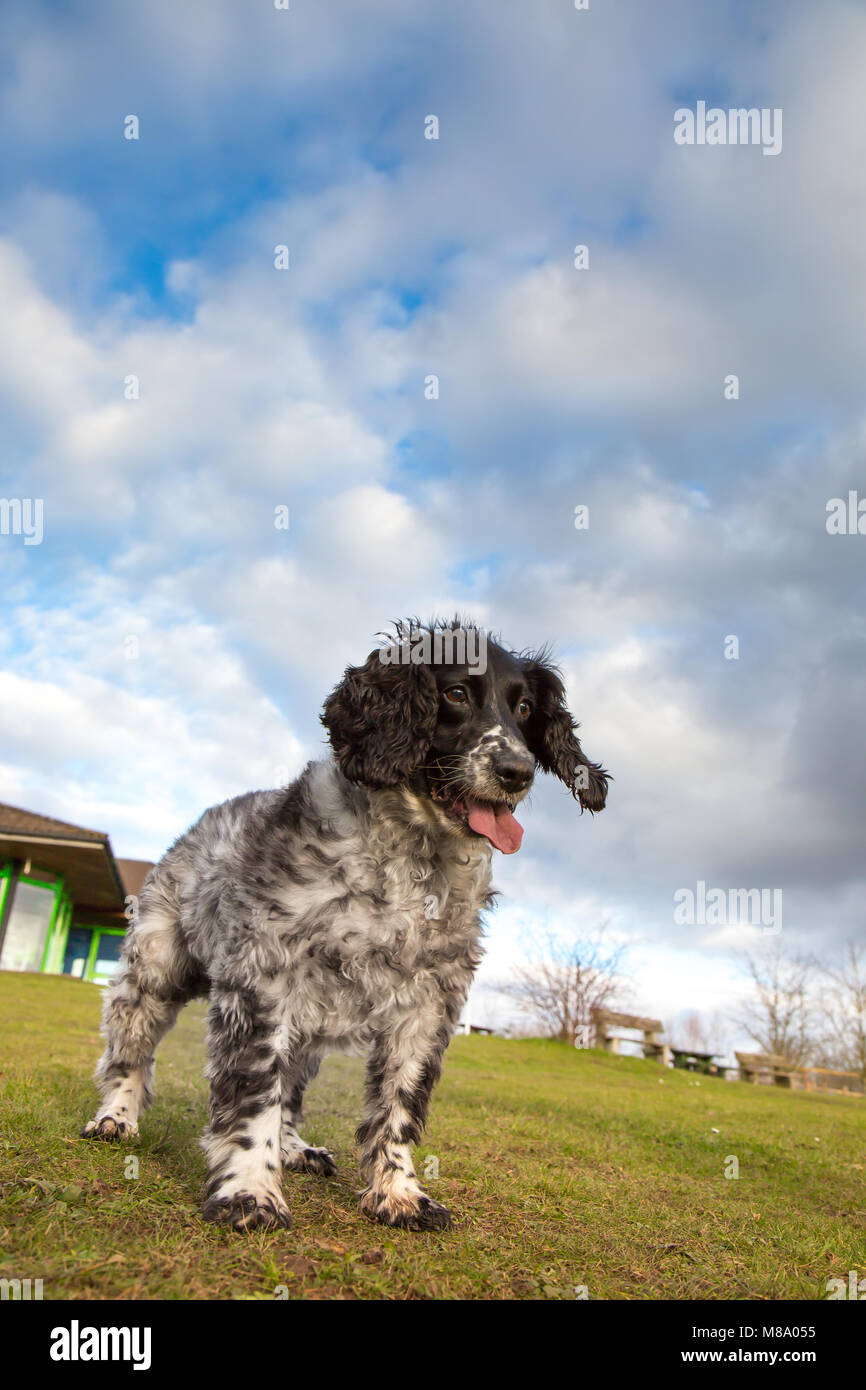 Portrait Low Angle Shot Of One English Springer Spaniel Tongue