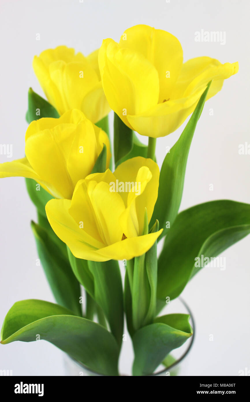 A bouquet of yellow tulips on white background. Spring flowers Stock ...