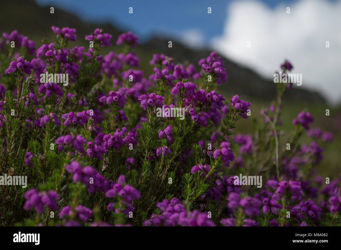 Beautiful purple Bell Heather in full bloom against a blurred mountain background. Stock Photo