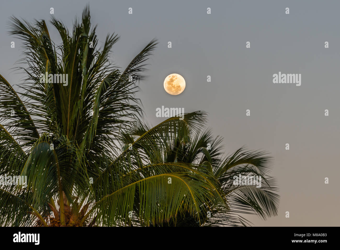 The full moon rising behind a palm tree on Playa Potrero in Costa Rica