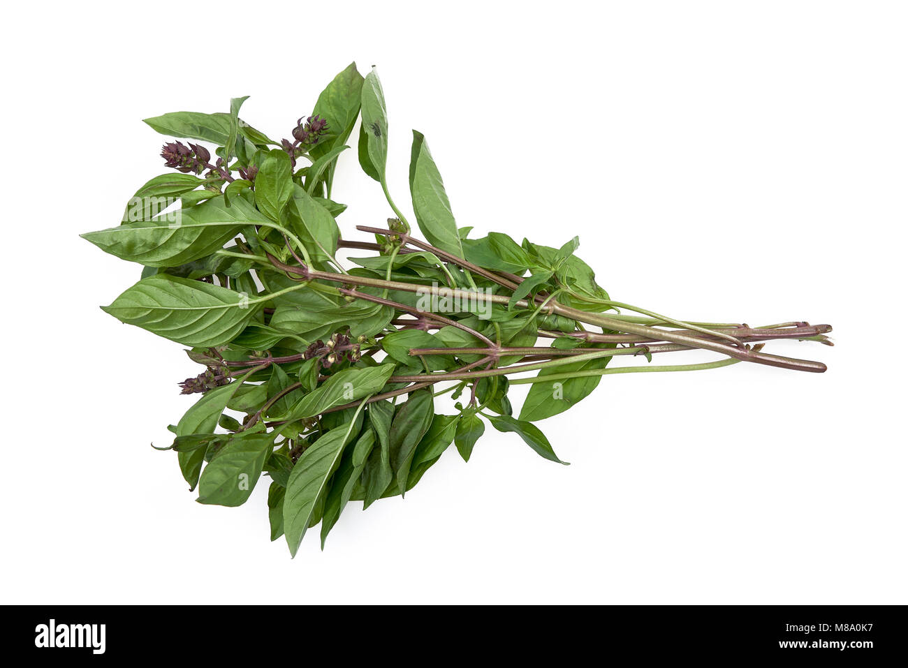 fresh Thai basil leaves isolated on white background Stock Photo Alamy