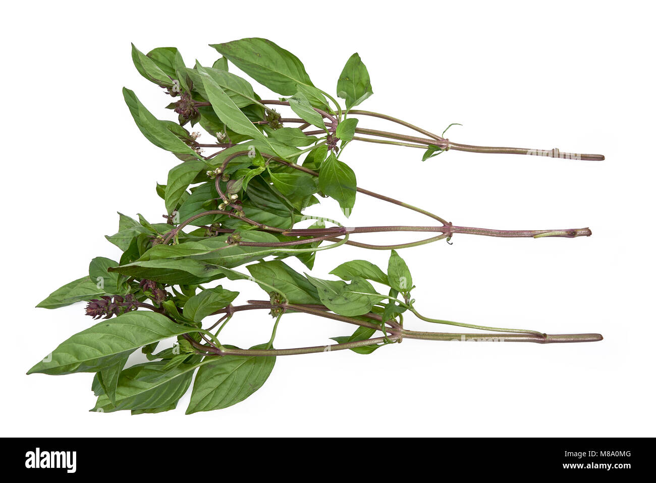 Vietnamese basil Cut Out Stock Images & Pictures Alamy