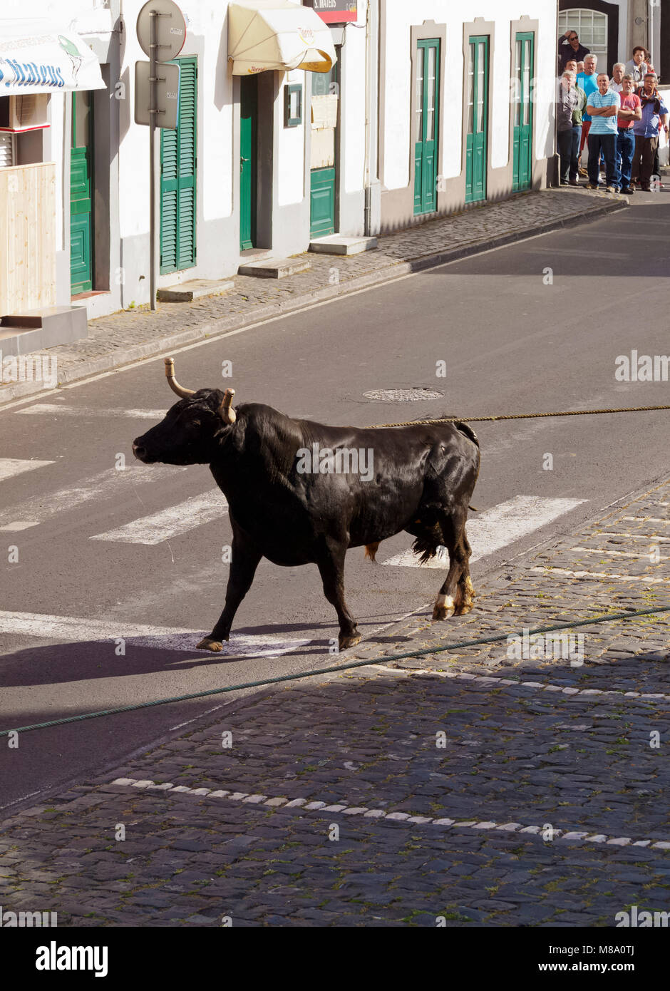Tourada a corda, bullfighting on a rope, Sao Mateus da Calheta, Terceira Island, Azores, Portugal Stock Photo
