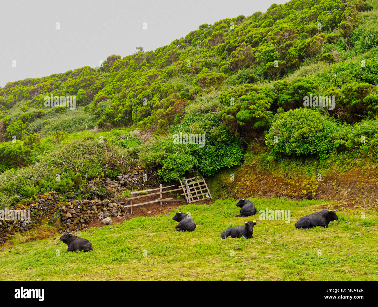 Bulls, Terceira Island, Azores, Portugal Stock Photo