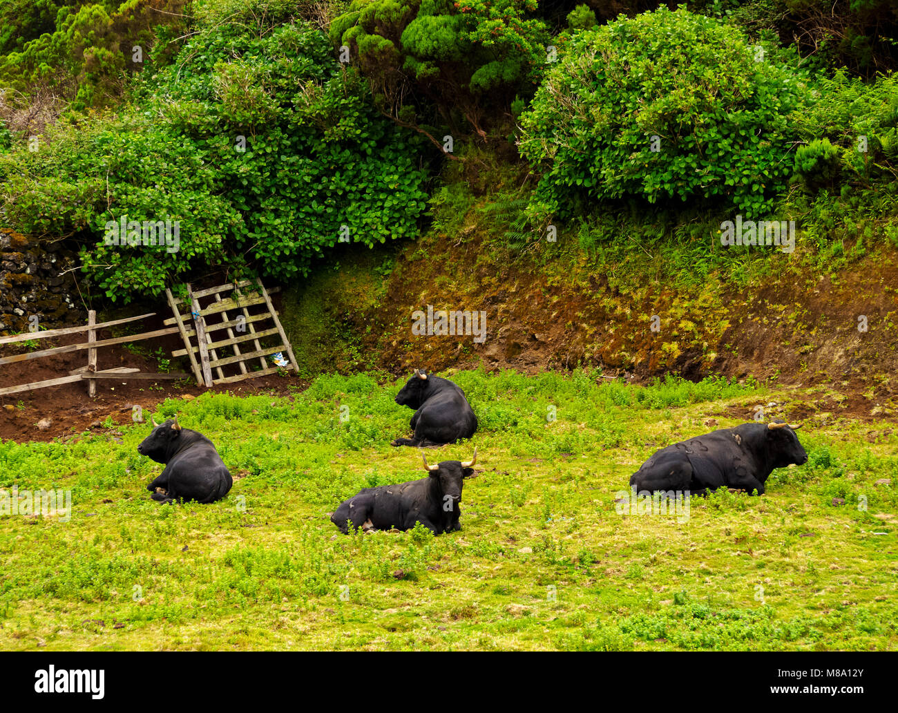 Bulls, Terceira Island, Azores, Portugal Stock Photo