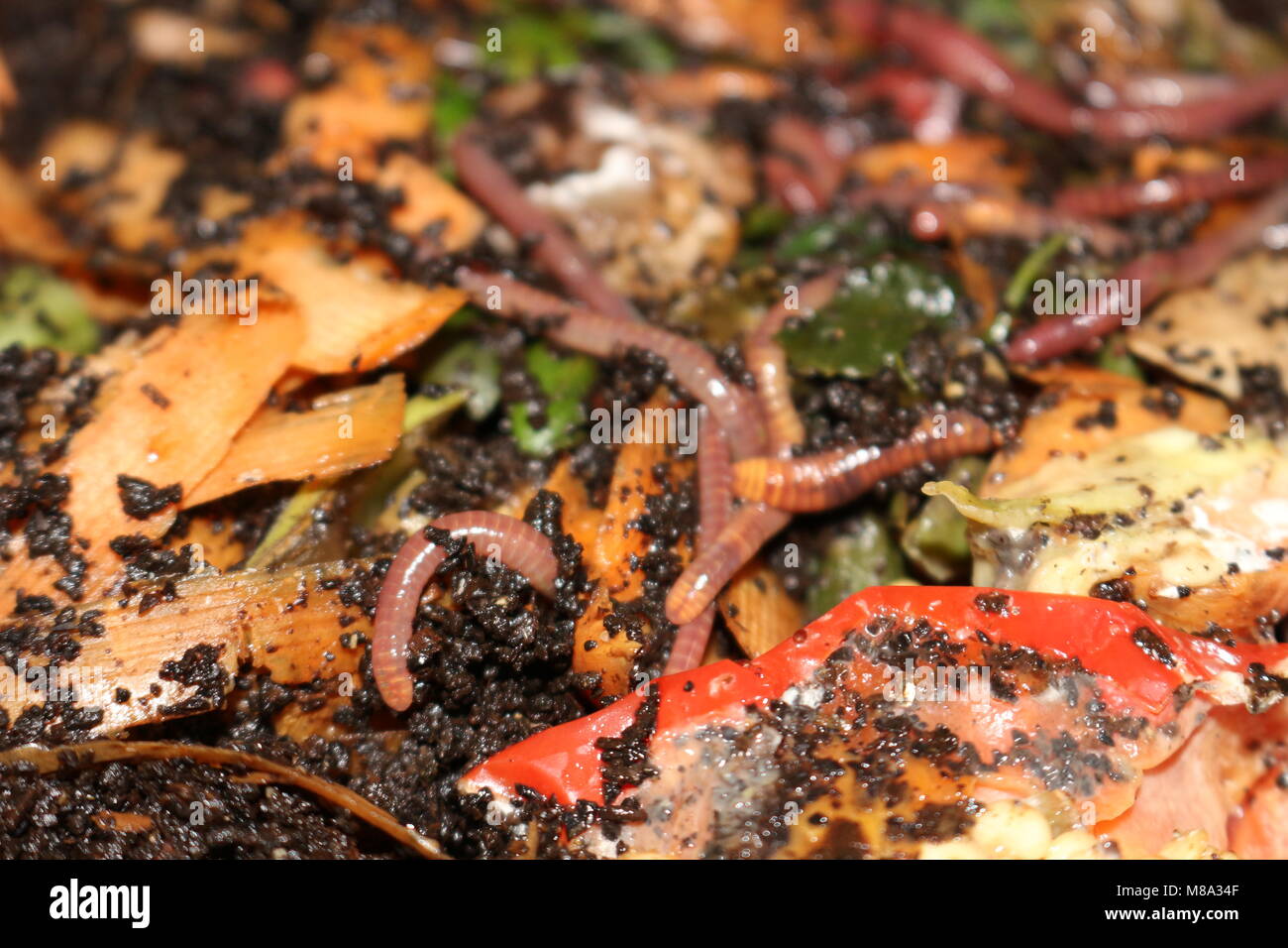 vermicomposting is a way for people with small properties to compost their food waste and produce an organic fertilizer. This photo depicts the worms eating food waste Stock Photo