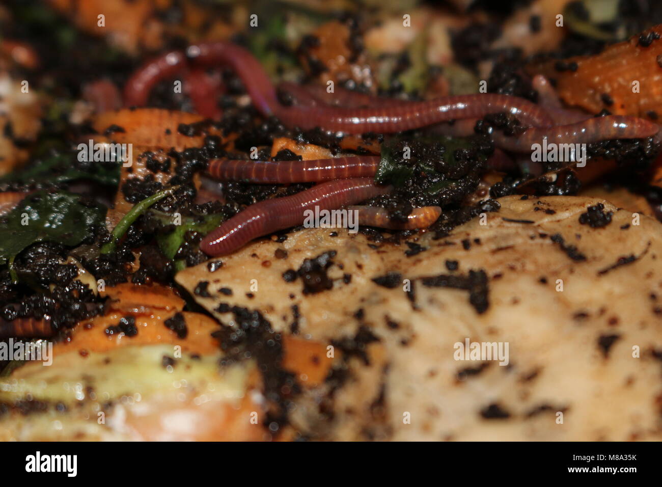 vermicomposting is a way for people with small properties to compost their food waste and produce an organic fertilizer. This photo depicts the worms eating food waste Stock Photo